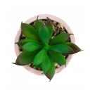 Vaso Rosa Cimento Planta Artificial Verde 8.5x6x6cm